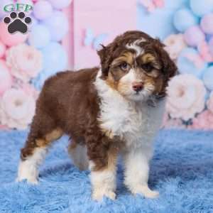 Oscar, Mini Aussiedoodle Puppy